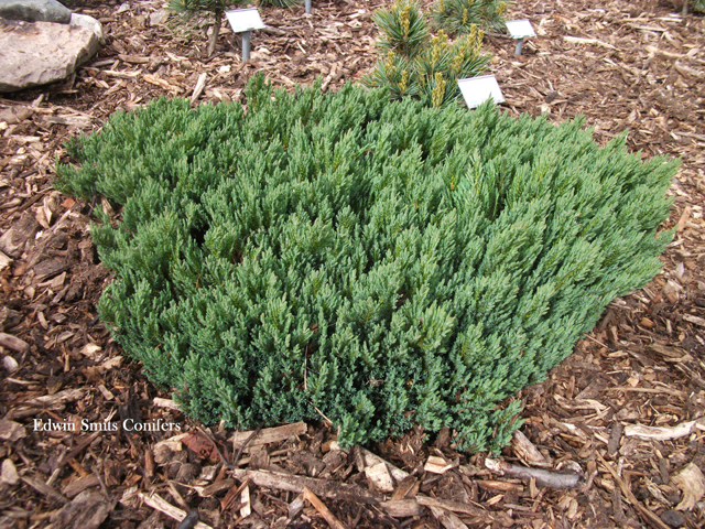 Juniperus fassettii (x) (J. scopulorum x J. horizontalis) 'Holden Arboretum'